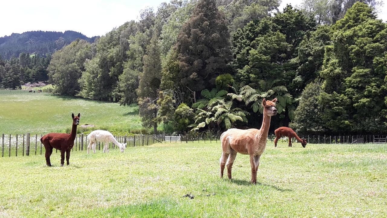 Vinegar hill Bed & Breakfast Kauri Eksteriør bilde